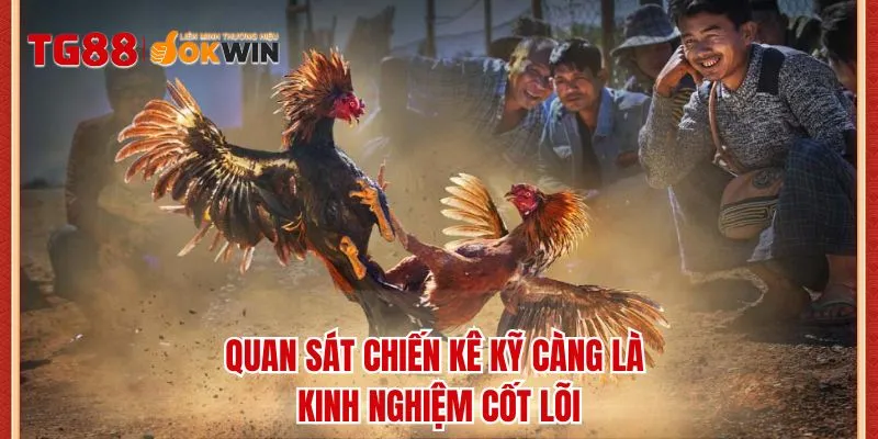 Quan sát chiến kê kỹ càng là kinh nghiệm cốt lõi